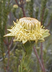 Malmesbury Conebush - Photo: Nigel Forshaw