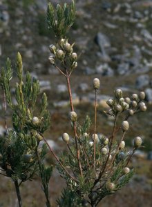 Outeniqua Conebush - Photo: David Osborne