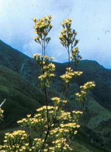 Outeniqua Conebush - Photo: NBI Collection