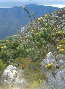 Golden Pagoda - Photo: Yvette van Wijk