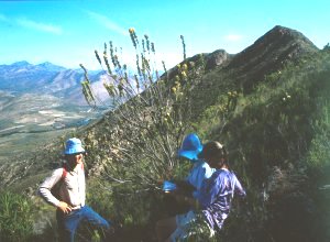 Golden Pagoda - Photo: Yvette van Wijk