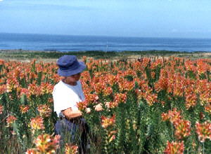 Cora at Kleinmond - Photo: Ivor Jardine