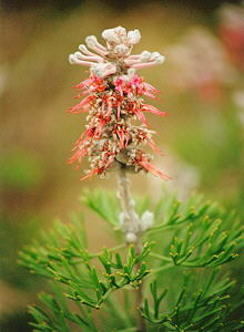 Overberg Sceptre - Photo: Nigel Forshaw