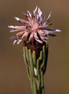 Ladismith Sceptre - Photo: NBI Collection