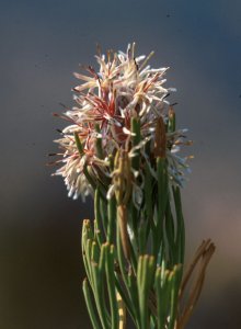 Scented Sceptre - Photo: David Osborne