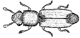 Phyconomus - Drawing: John Rainbird