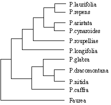 phylog.gif (3183 bytes)