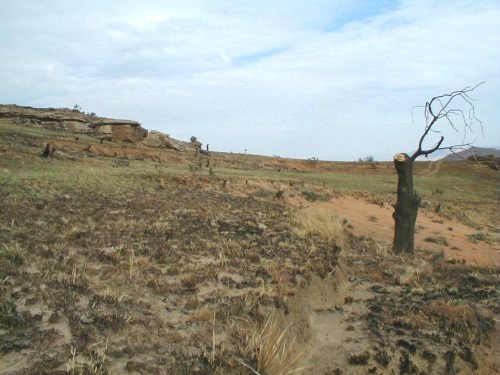 Common Sugarbush - Photo: Nigel Forshaw