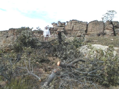 Common Sugarbush - Photo: Nigel Forshaw