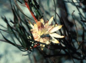 Swartland Sugarbush - Photo: Tony Rebelo