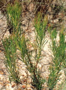 Swartland Sugarbush - Photo: Nigel Forshaw