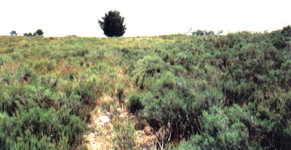 Swartland Sugarbush site - Photo: Nigel Forshaw