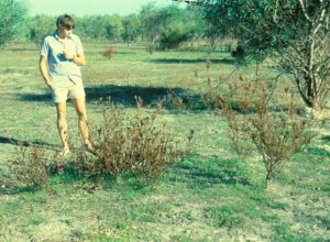 Swartland Sugarbush - Photo: Unknown