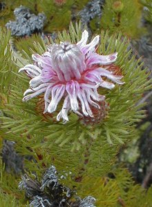 Strawberry Spiderhead - Photo: Nigel Forshaw