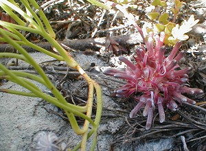 Peninsula Spiderhead - Photo: Nigel Forshaw