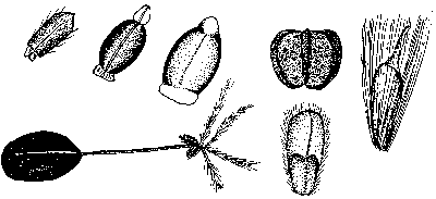 Seeds