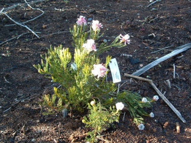 Serruria furcellata - Photo: Ismail Ebrahim