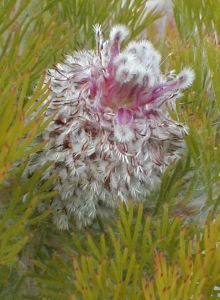 Swartkop Spiderhead - Photo: Nigel Forshaw