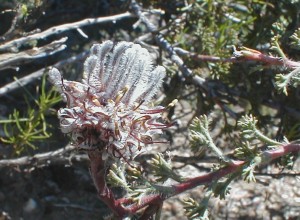 Silver-paw Spiderhead - Photo: Nigel Forshaw