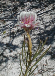Needle-leaf Spiderhead - Photo: Nigel Forshaw