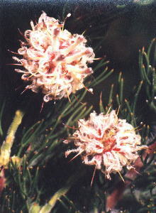 Milleleaf Spiderhead - Photo: NBI Collection