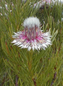 Bearded Spiderhead - Photo: Nigel Forshaw