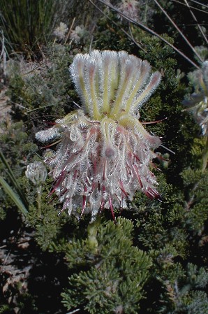 Forlorn Spiderhead - Photo: Nigel Forshaw