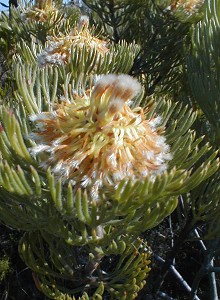Golden Spiderhead - Photo: Nigel Forshaw