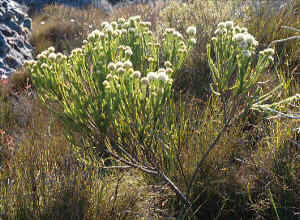 Woolly Clusterhead - Photo: Chris Berens