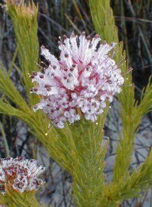 Tulbagh Clusterhead - Photo: Nigel Forshaw