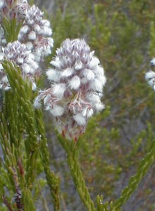Ericoid Unispoon - Photo: Nigel Forshaw