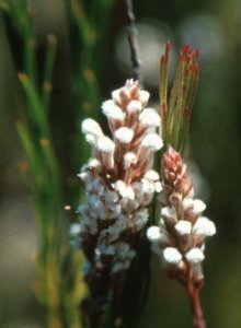 Woolly Unispoon - Photo: Deryck McCallum