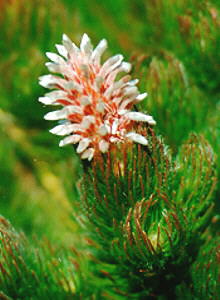 Medusa Unispoon - Photo: Nigel Forshaw