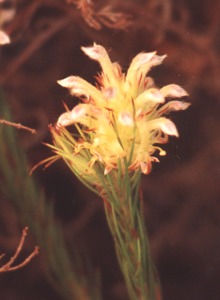 Palmiet Unispoon - Photo: Nigel Forshaw