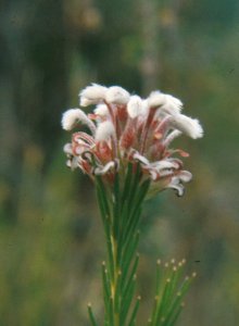 Silky Unispoon - Photo: Andrew Tiltman