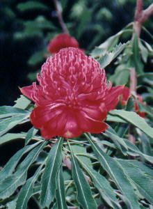 Telopea speciossisima - Photo: Deryck McCallum